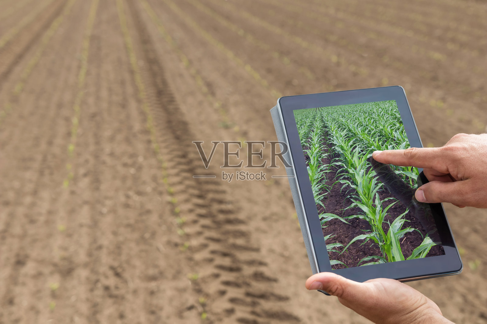 智能农业。农民用平板玉米种植。现代农业的概念。照片摄影图片