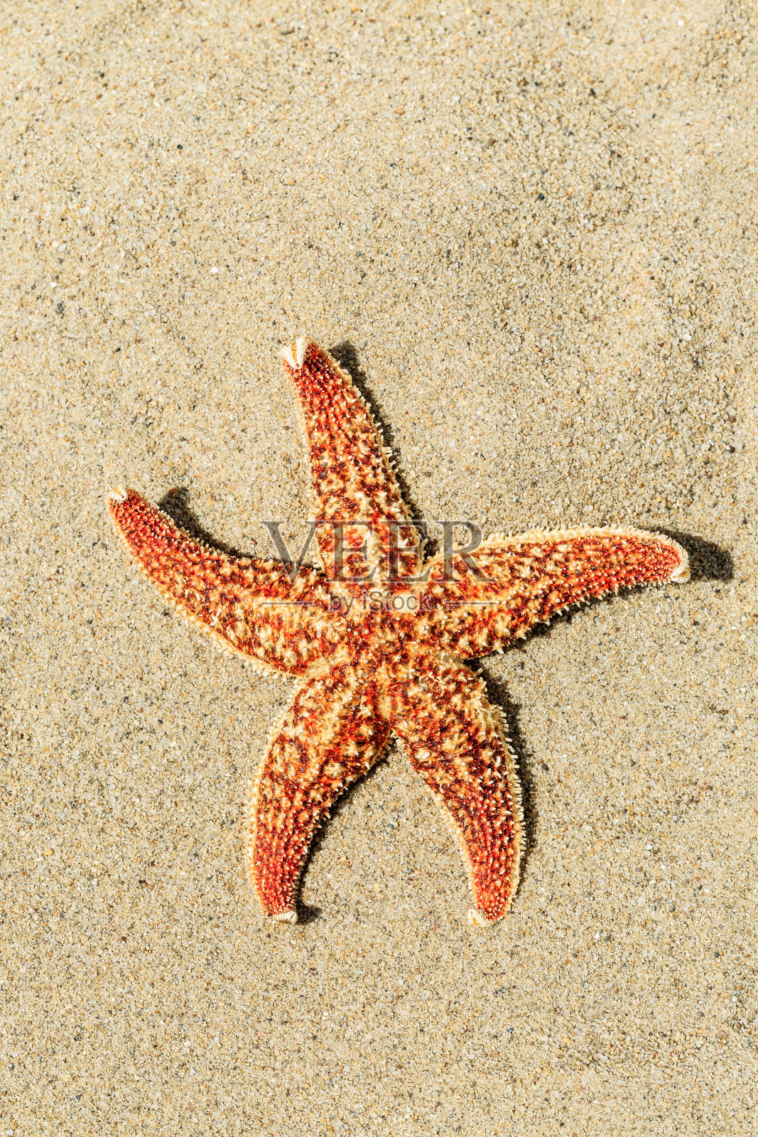 热带海滩上的海星图片下载 - 觅知网