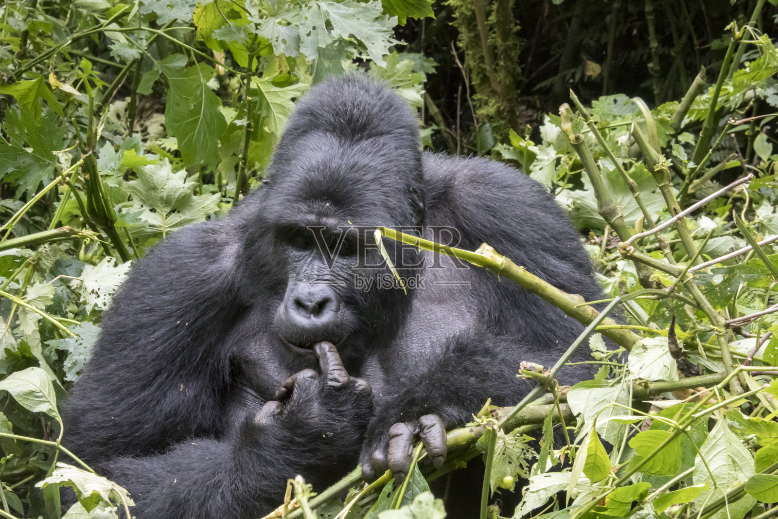 银背大猩猩在啄食牙齿，布温迪密林国家公园，乌干达照片摄影图片