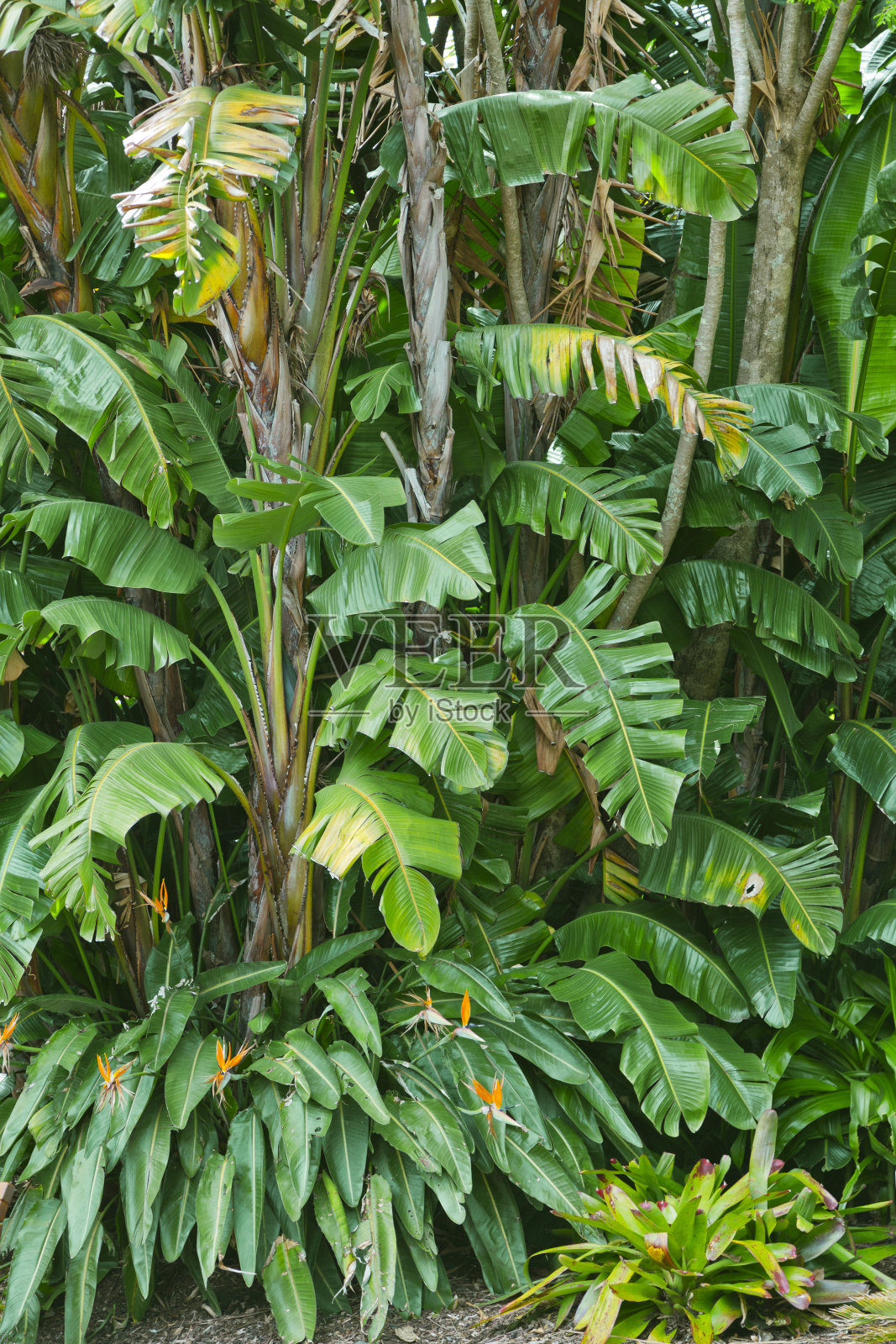 绿色热带丛林自然背景照片摄影图片