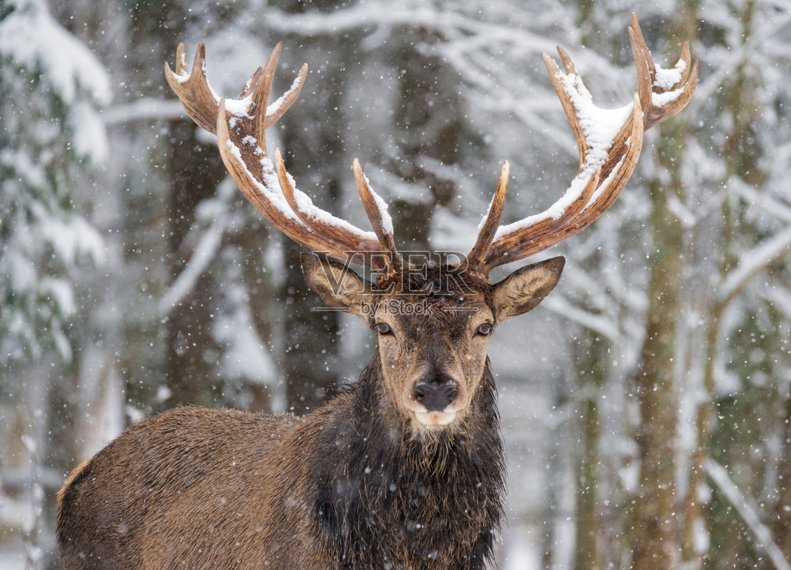雪地上长着漂亮大角的单身高贵的成年鹿看着你。欧洲野生动物景观有雪和鹿角大。落雪下的寂寞雄鹿。白俄罗斯照片摄影图片