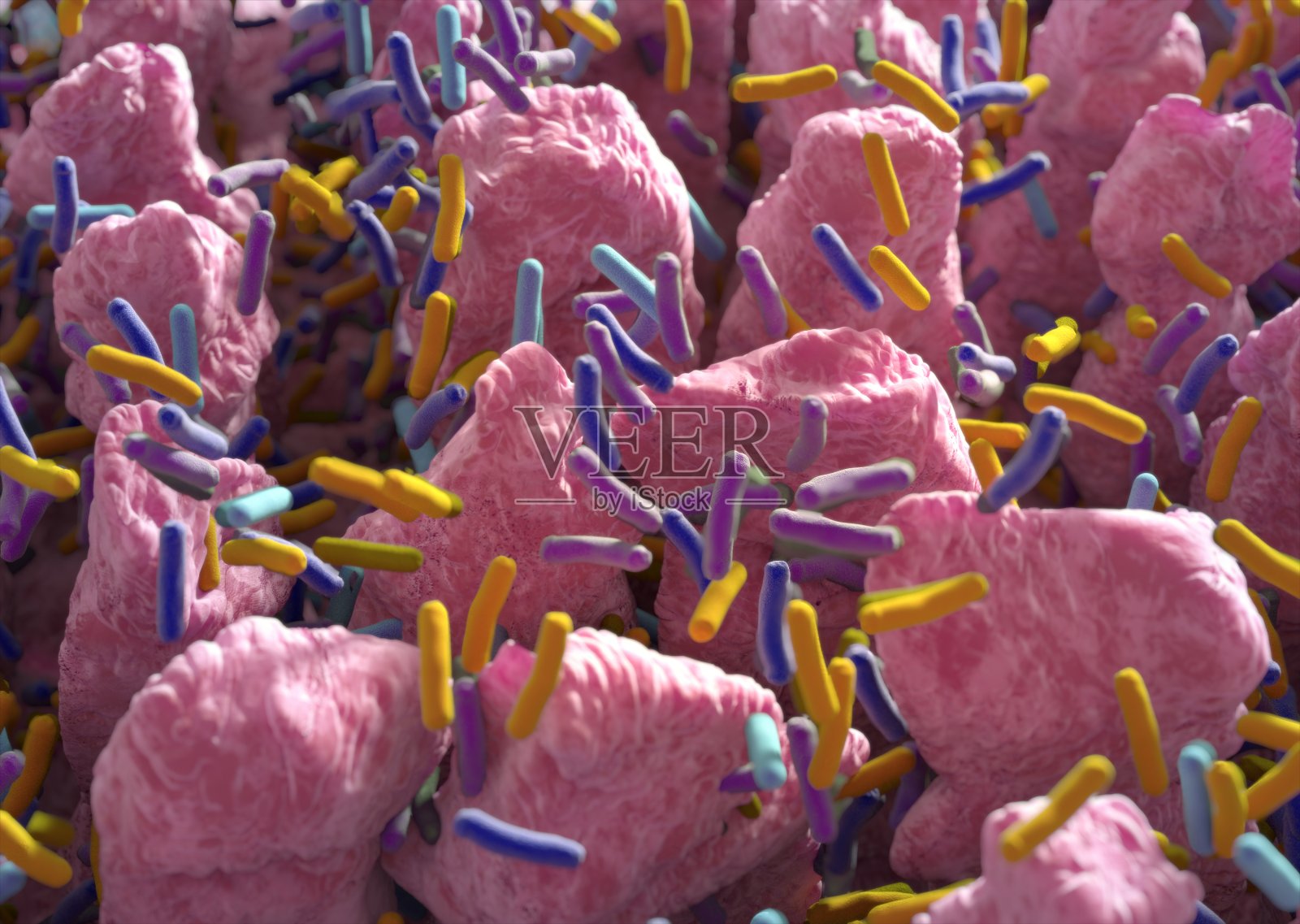 肠道绒毛。伸入小肠管腔的指状突起肠道细菌，菌群，微生物群。3 d演示。照片摄影图片