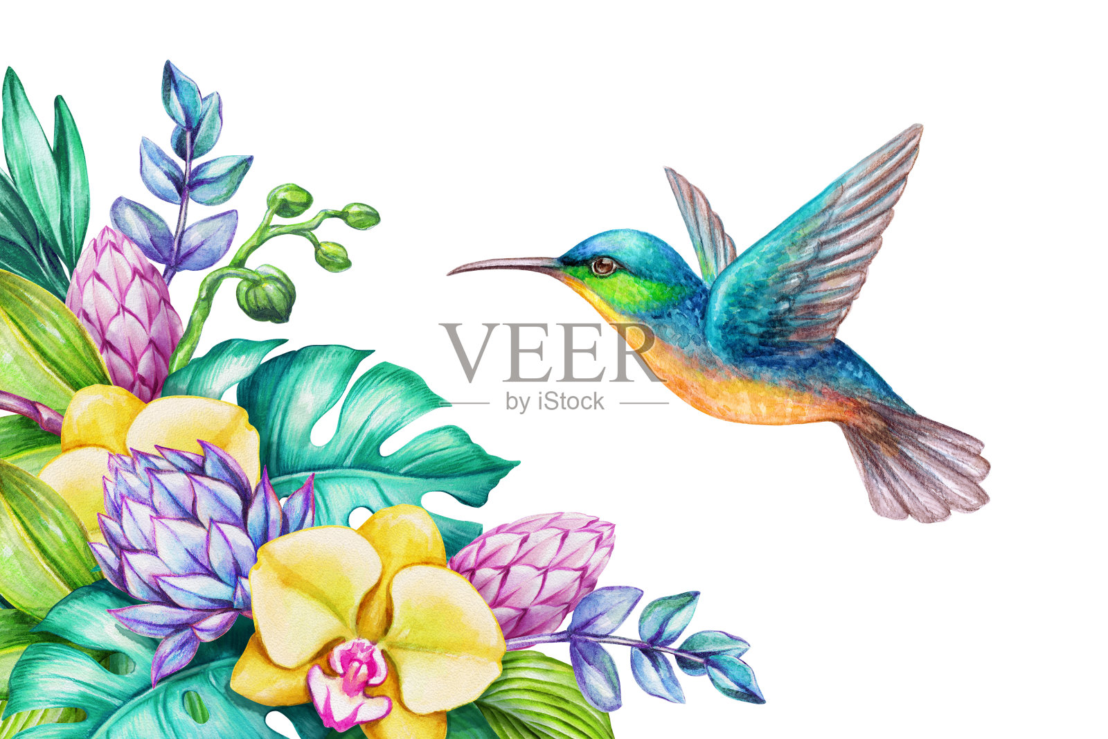 水彩插图，异国情调的自然，飞翔的蜂鸟，热带马蹄莲花，绿色的丛林叶子，孤立的白色背景插画图片素材