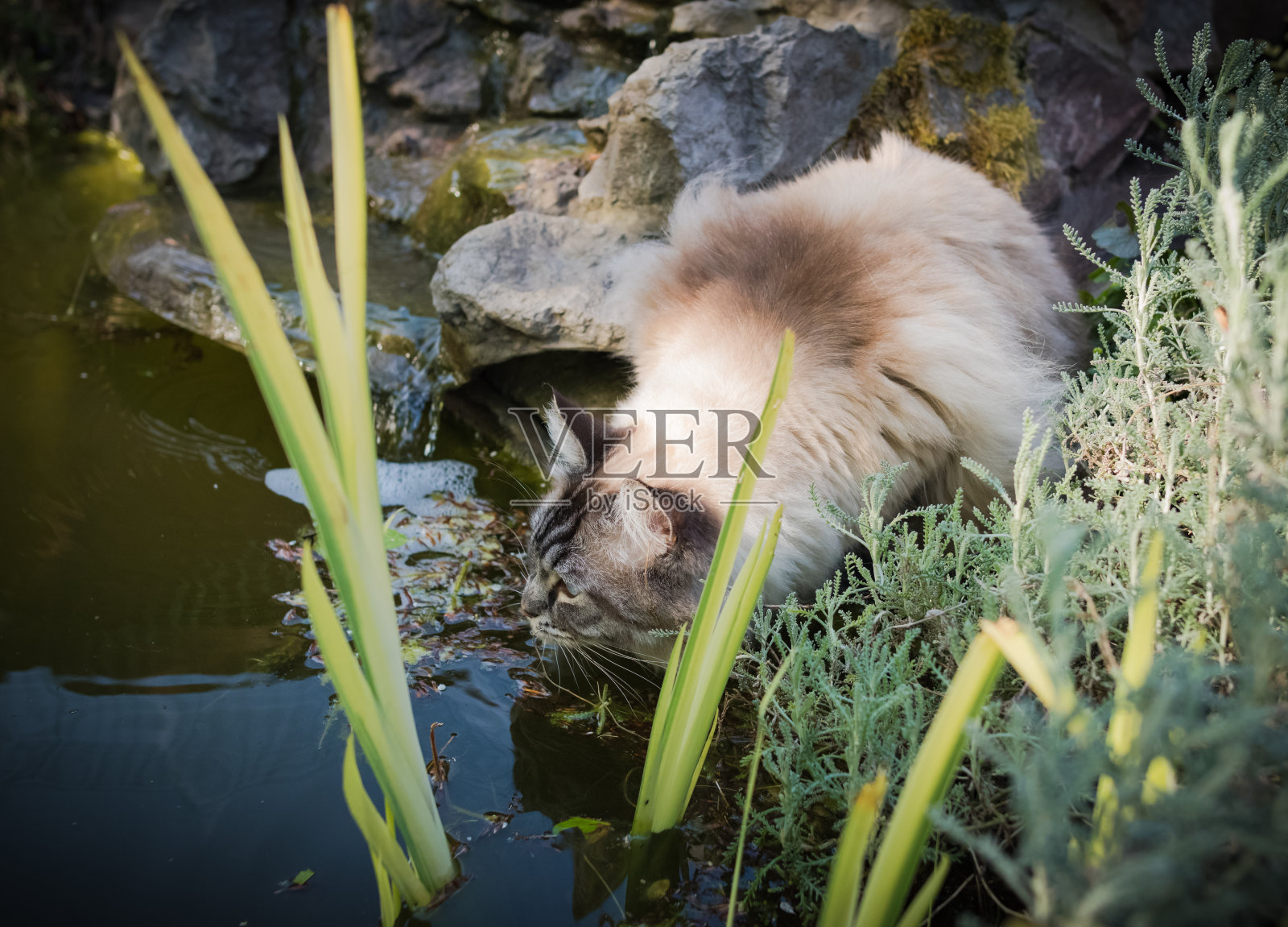 在池塘里喝水的布娃娃猫照片摄影图片