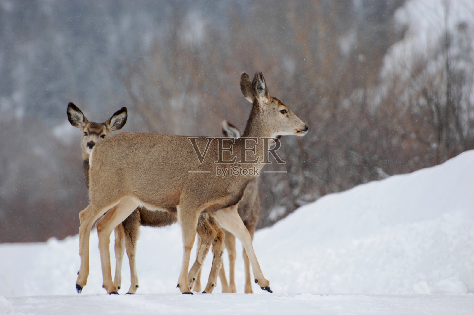 保护幼鹿鹿照片摄影图片