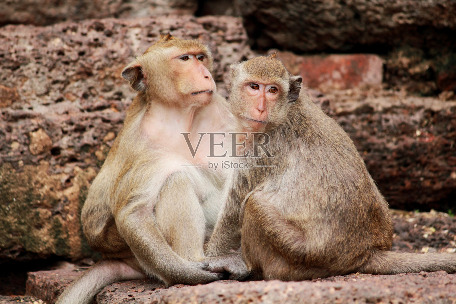 泰国华富里的猴子照片摄影图片