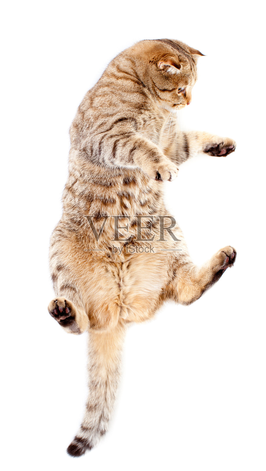 跳跃的虎斑猫，孤立的白色照片摄影图片