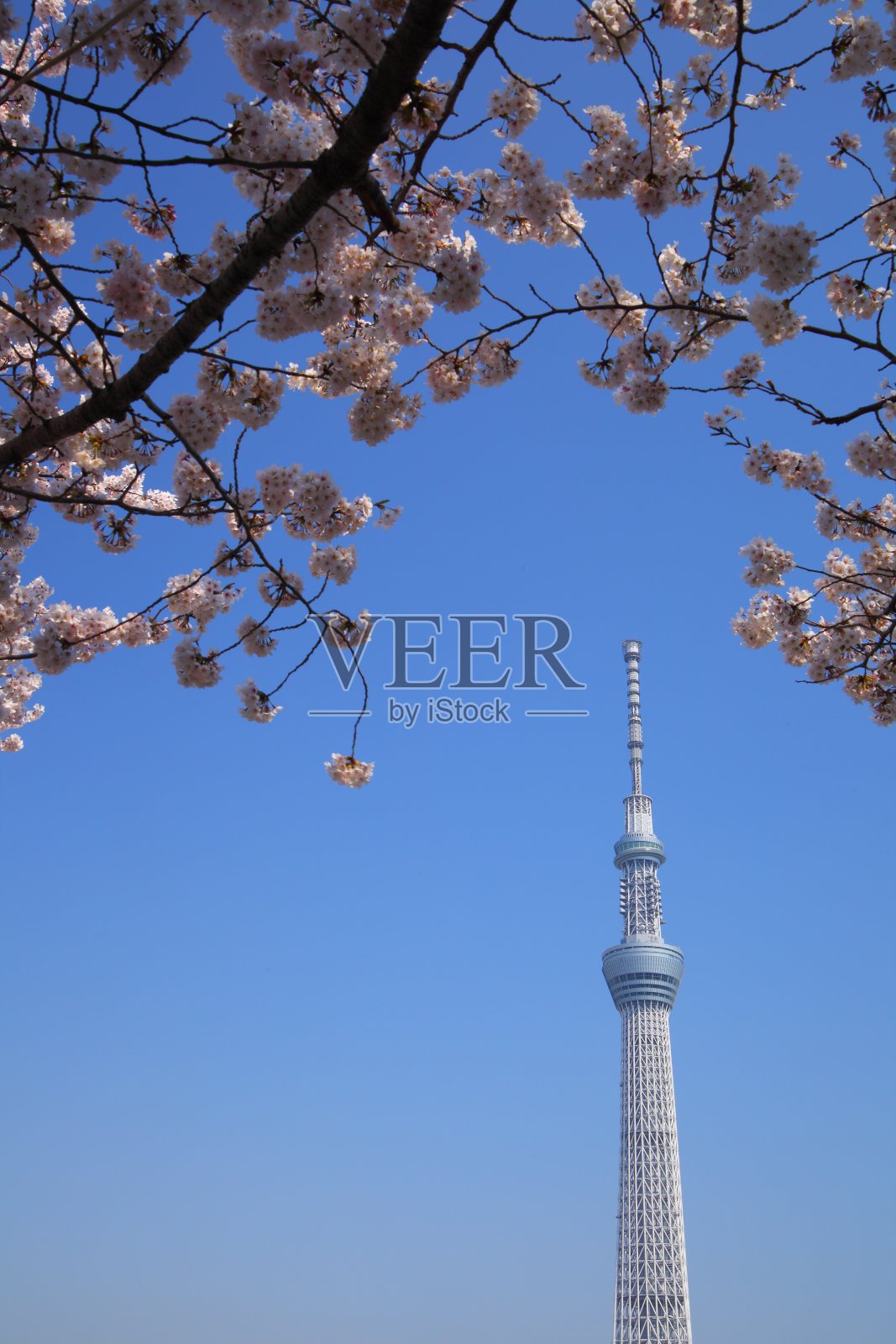 东京的天空树和樱花照片摄影图片