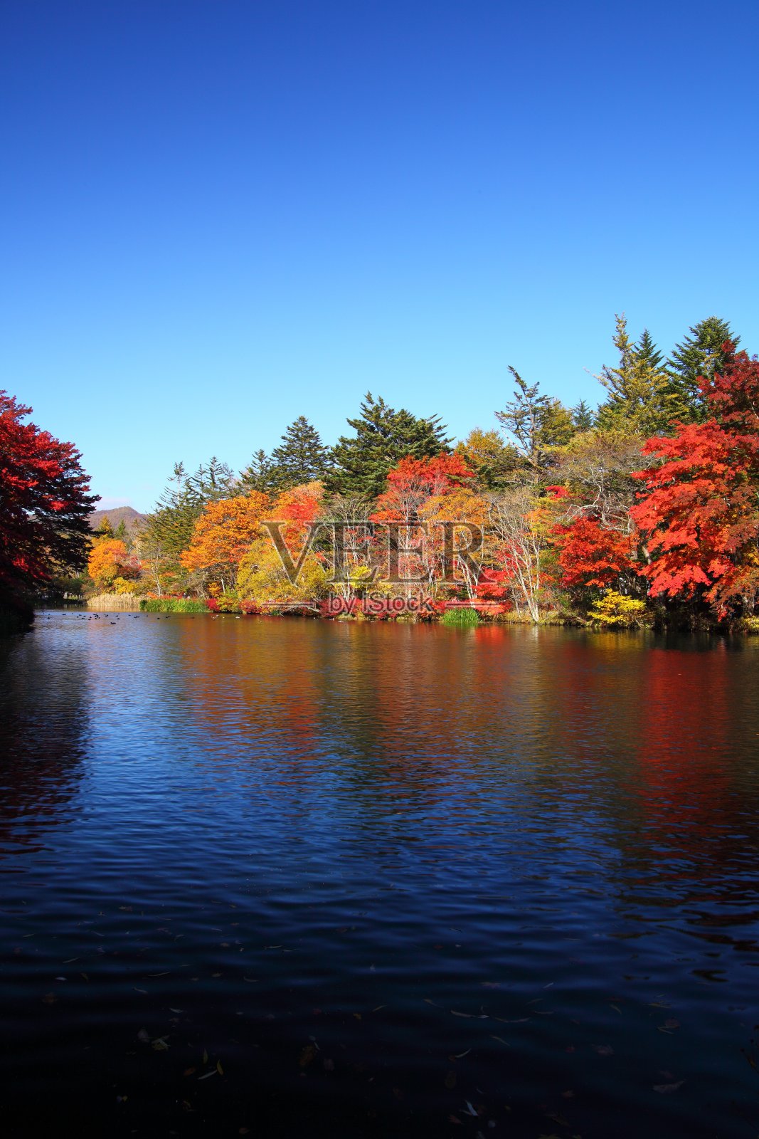 秋天的颜色池塘照片摄影图片