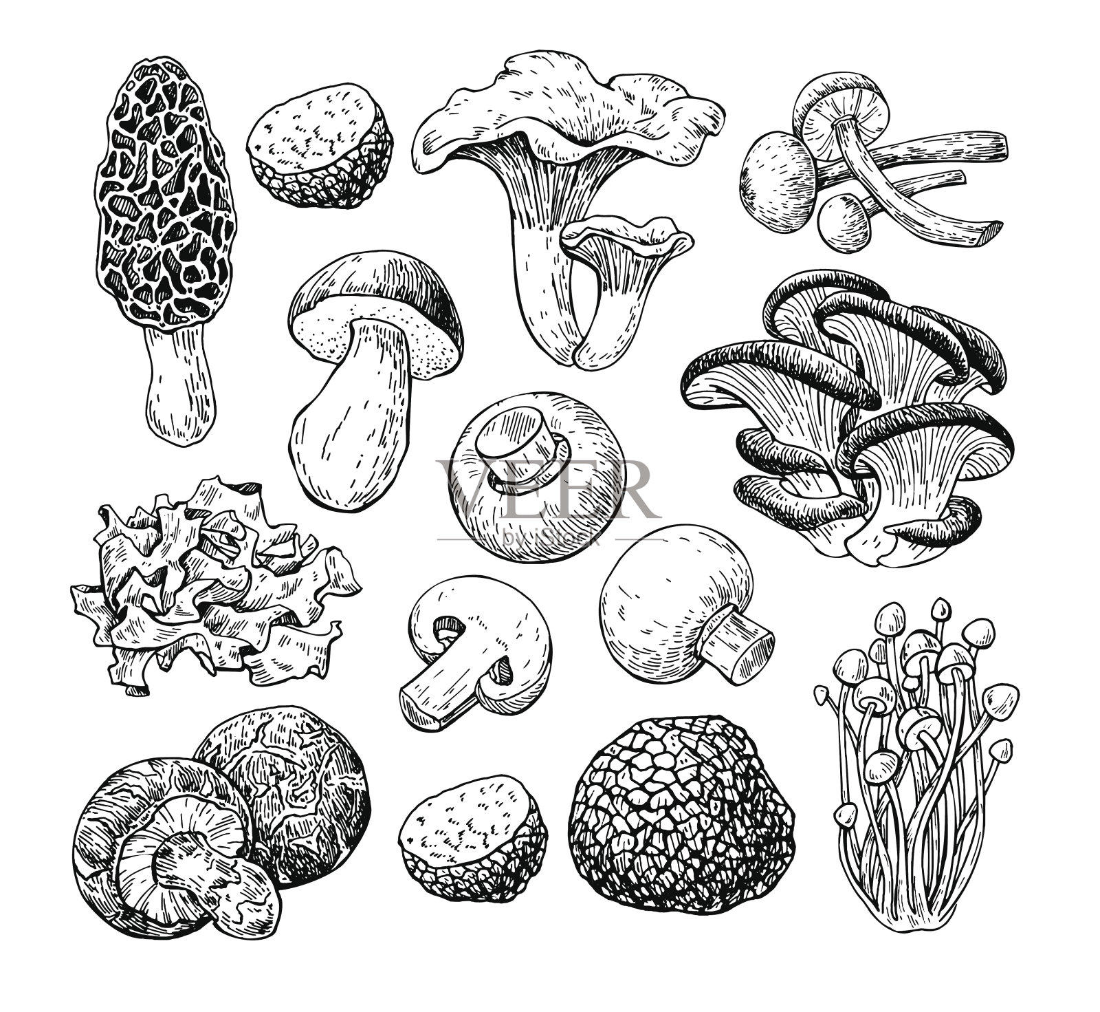蘑菇手绘矢量图。食品素描iso设计元素图片