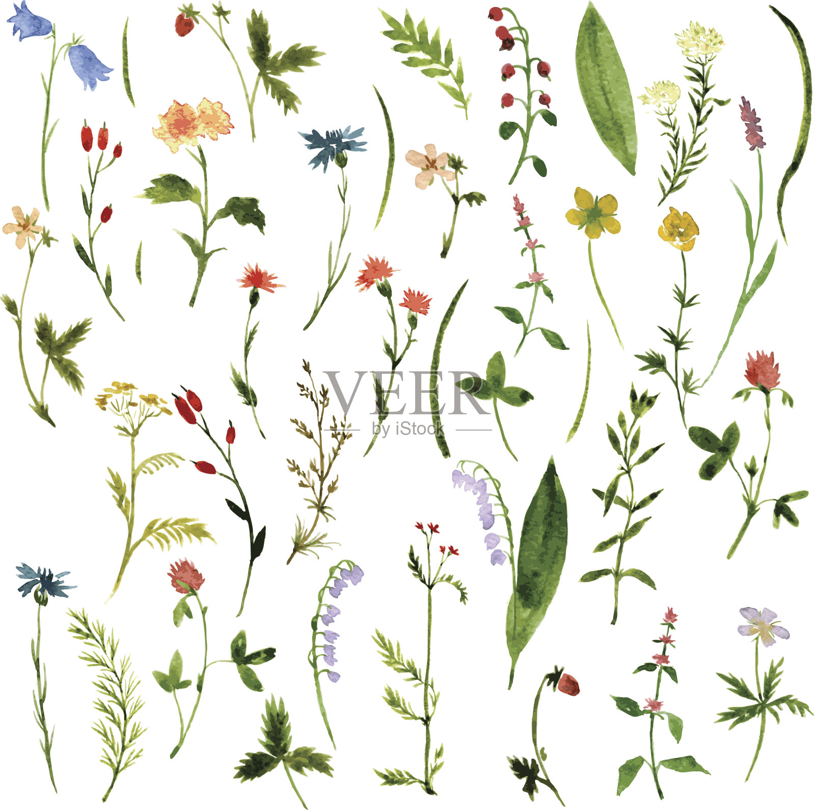 一套草药和花的水彩插图设计元素图片