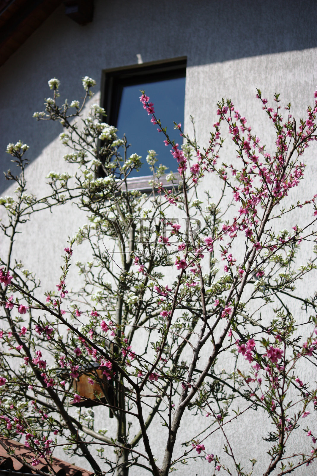 盛开的，威廉斯梨树，绿色的树，桃树照片摄影图片