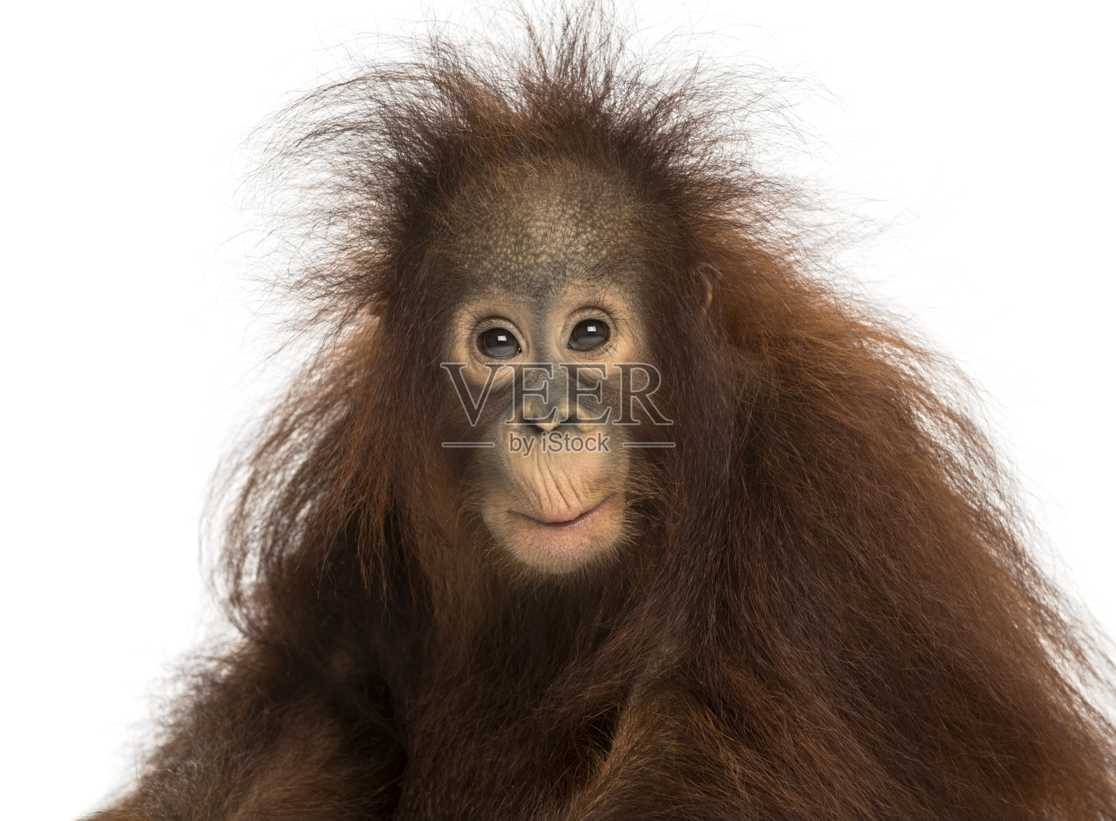 年轻的婆罗洲猩猩，庞戈·皮格迈斯，看起来很感动照片摄影图片