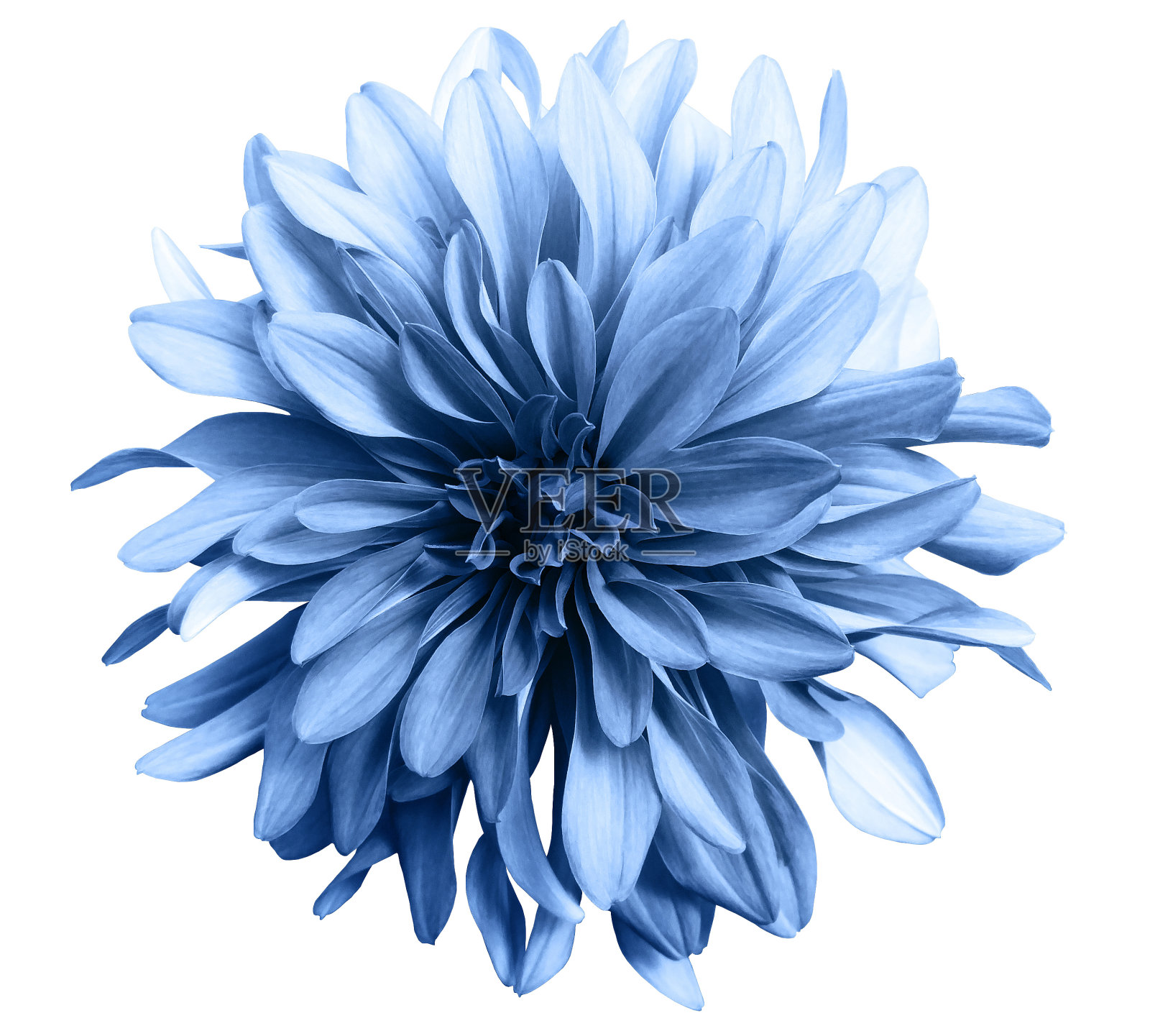 浅蓝色的花在一个白色的背景孤立与修剪路径。特写镜头。大的花。为设计。n大丽花。照片摄影图片