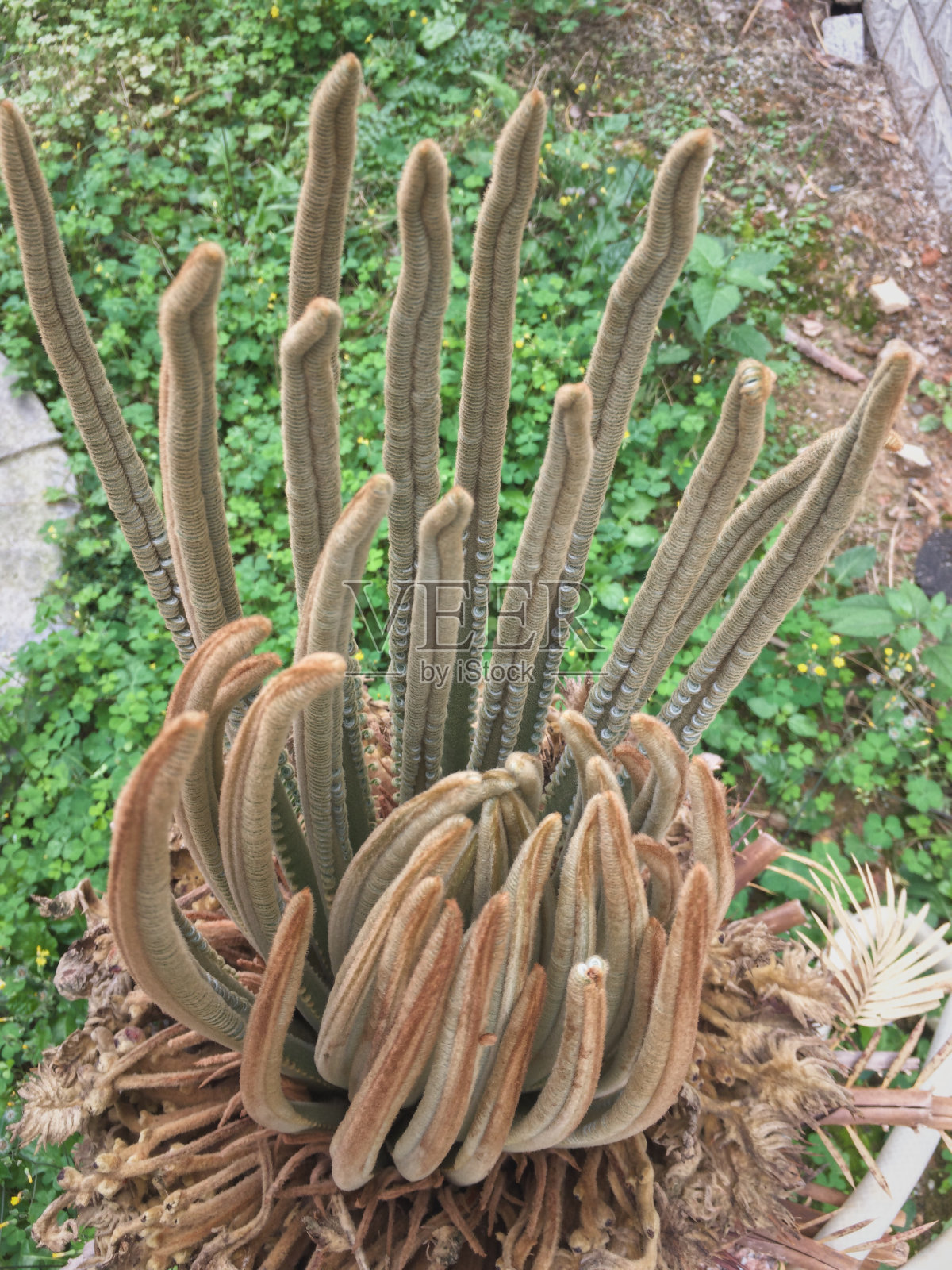 雌西米棕榈(苏铁)，也被称为王西米棕榈的花特写，被光泽的深绿色叶子包围照片摄影图片