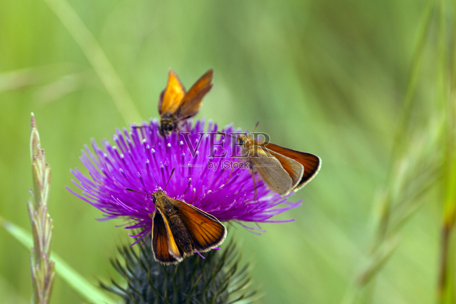 紫色的蓟和蝴蝶照片摄影图片