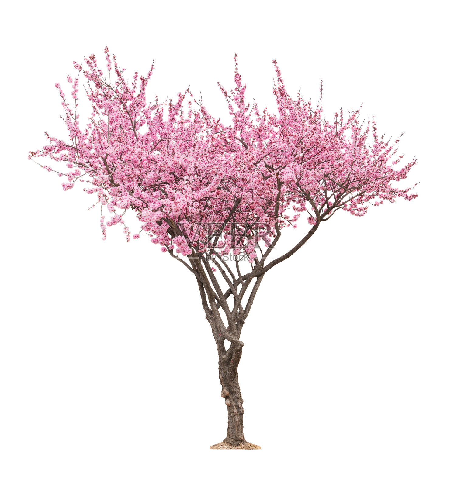 粉色sacura树照片摄影图片