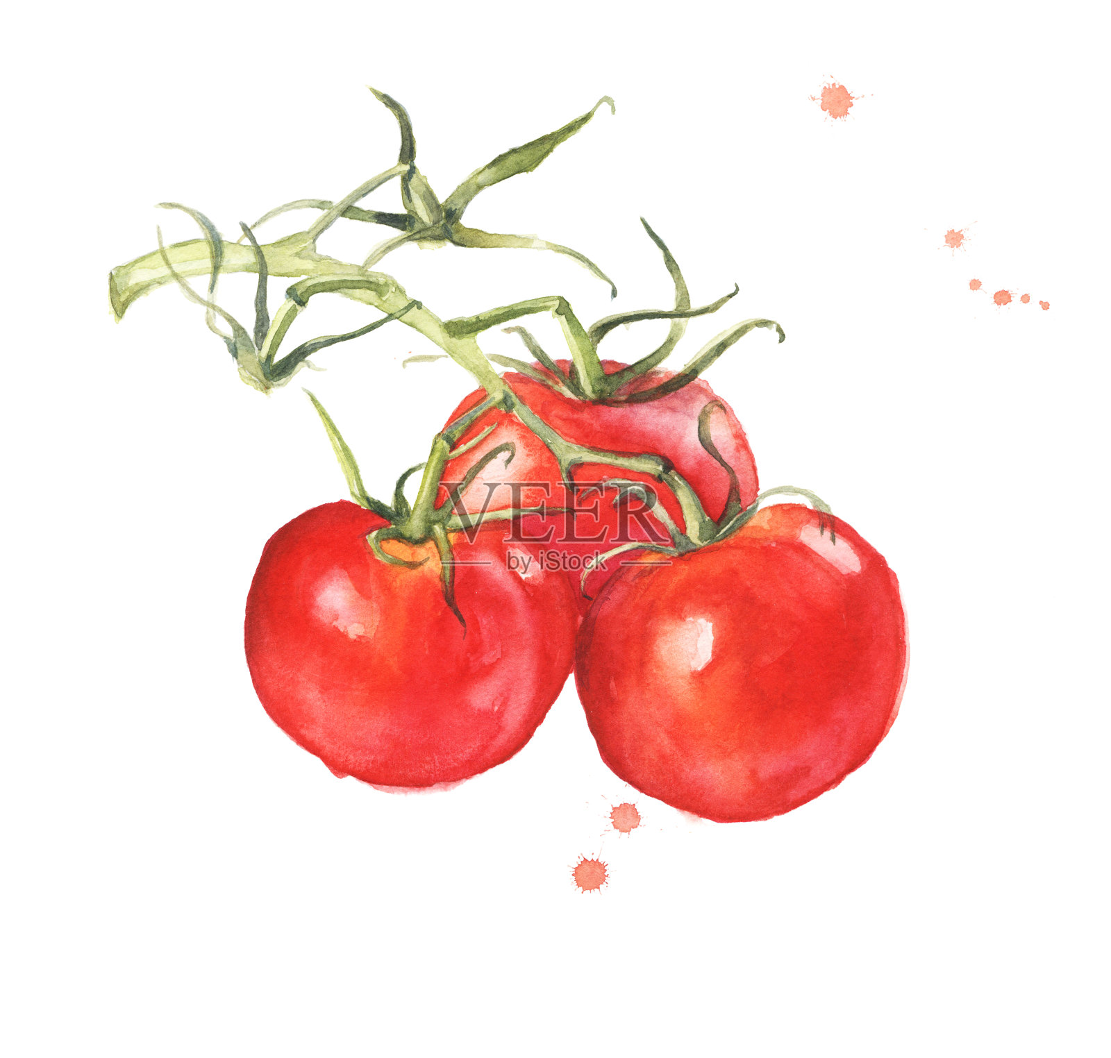 一串新鲜番茄插画图片素材