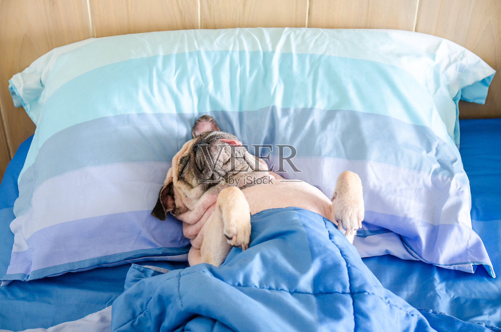 哈巴狗正在午睡，躺在床上的枕头上休息，舌头伸着，看起来很滑稽，还裹着毯子照片摄影图片