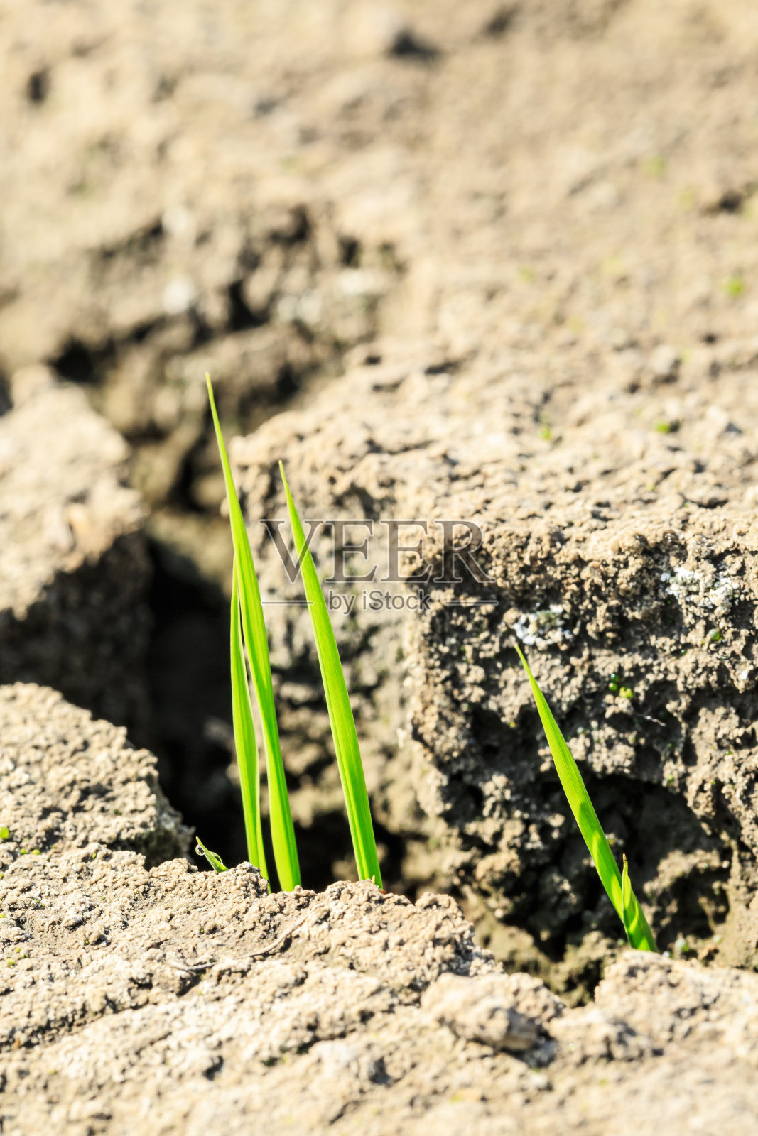 青草在干燥的土地上发芽照片摄影图片