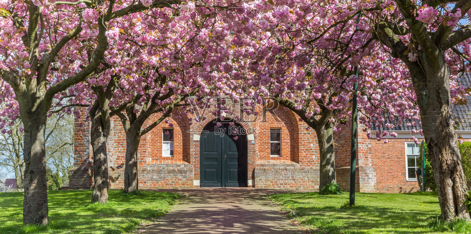 荷兰Ten Boer老教堂前的樱花全景图照片摄影图片