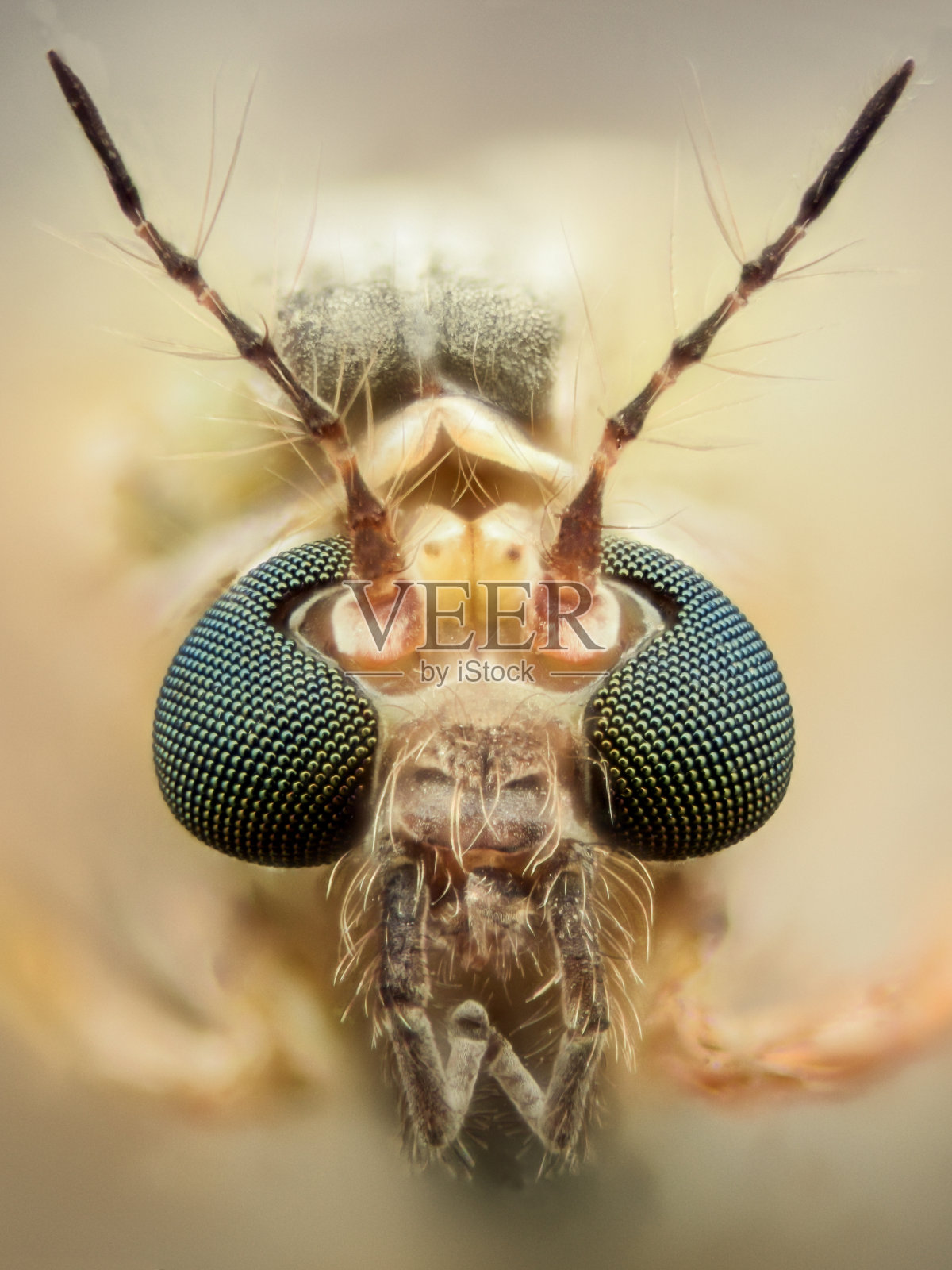 极放大-蚊子头，细天线照片摄影图片