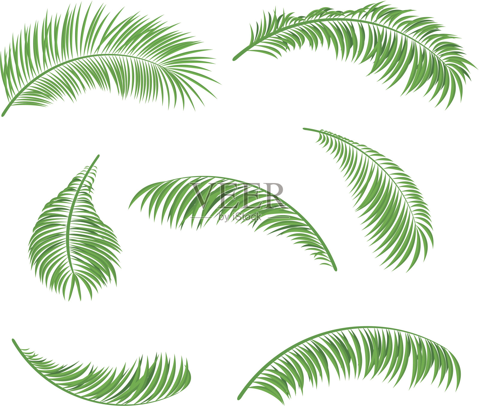 棕榈叶设计元素图片