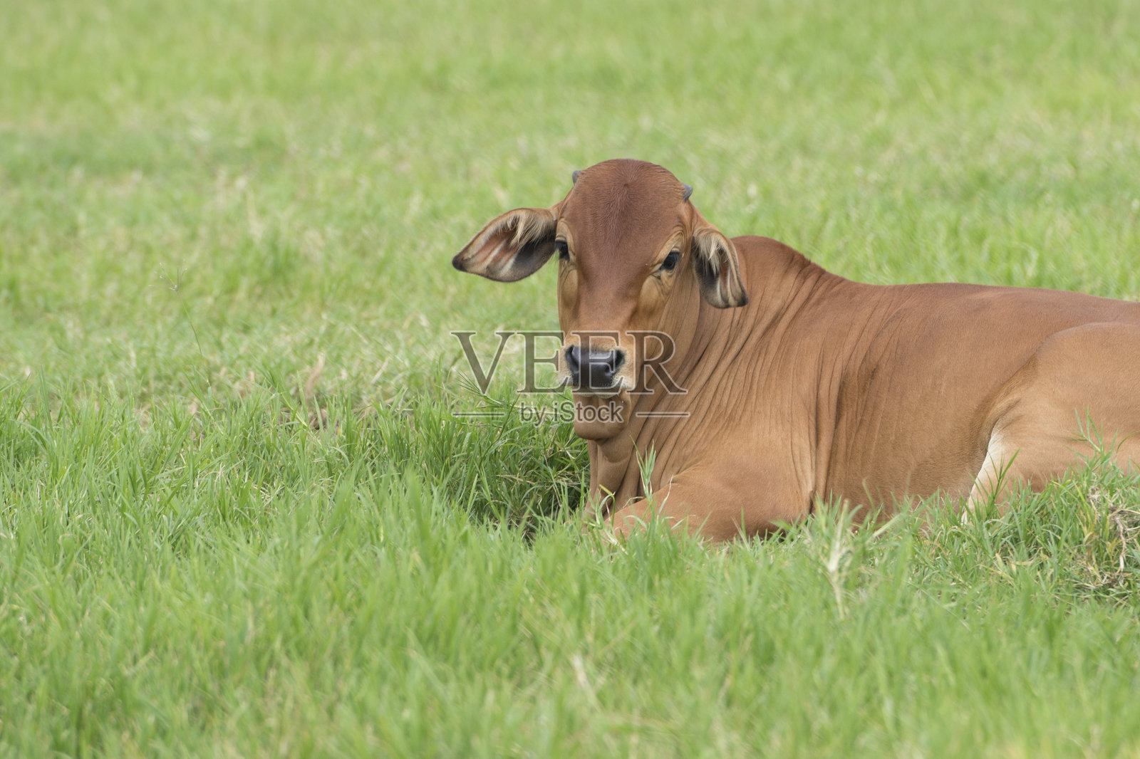 婆罗门在绿色的田野里放牧。美国婆罗门牛在牧场上吃草的特写照片摄影图片