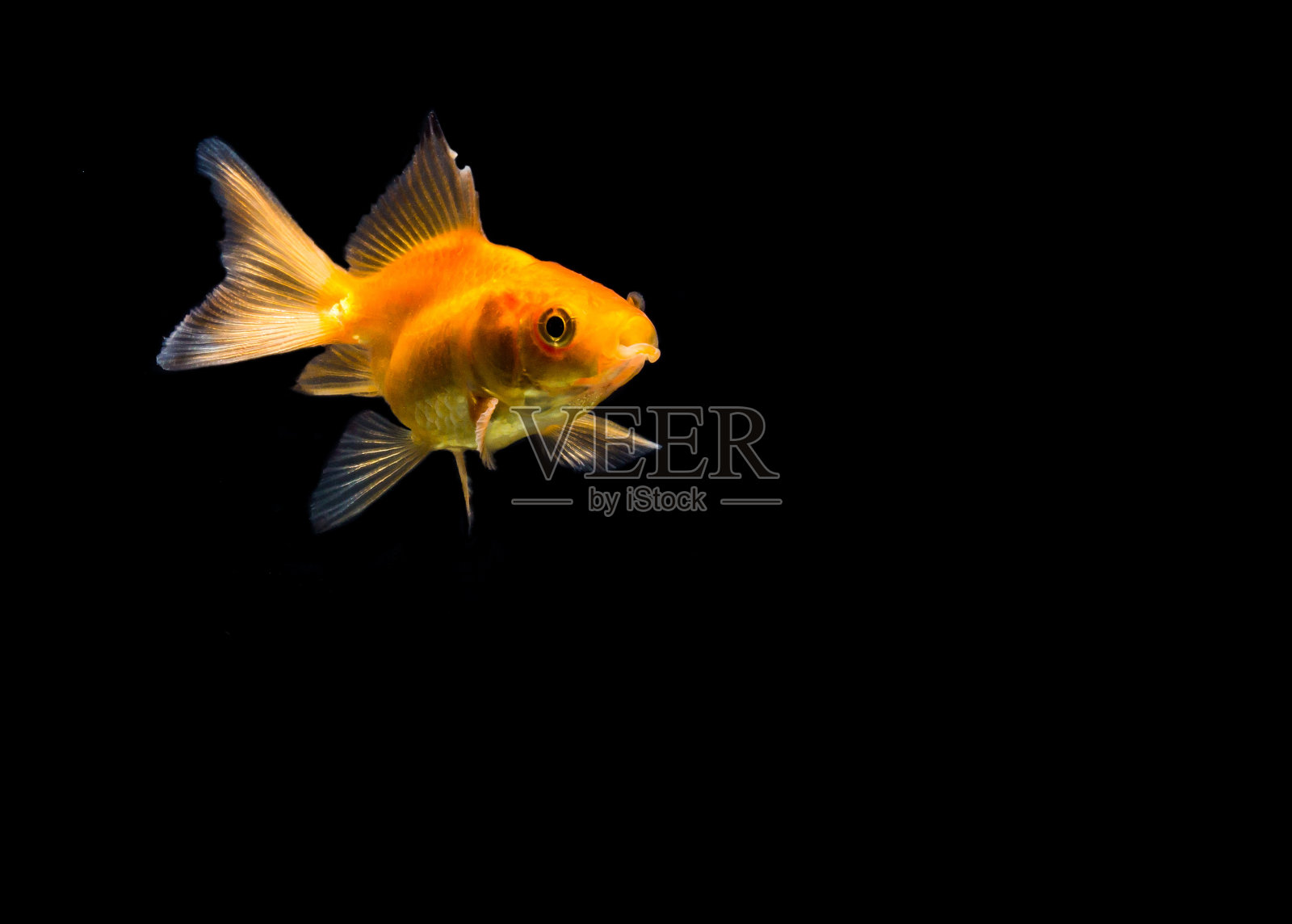 抽象金鱼运动背景照片摄影图片