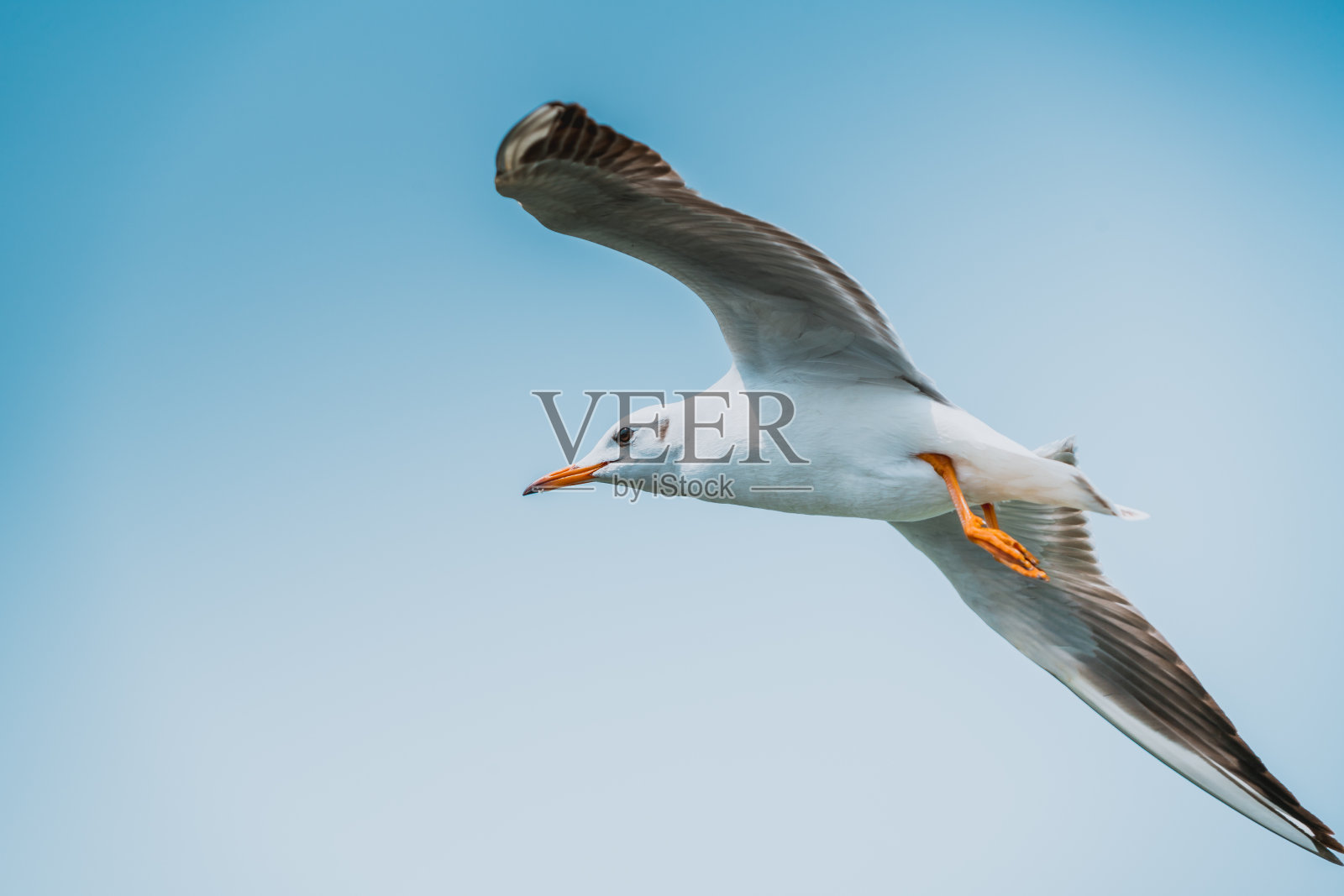 飞翔的海鸥孤立在蓝天背景照片摄影图片