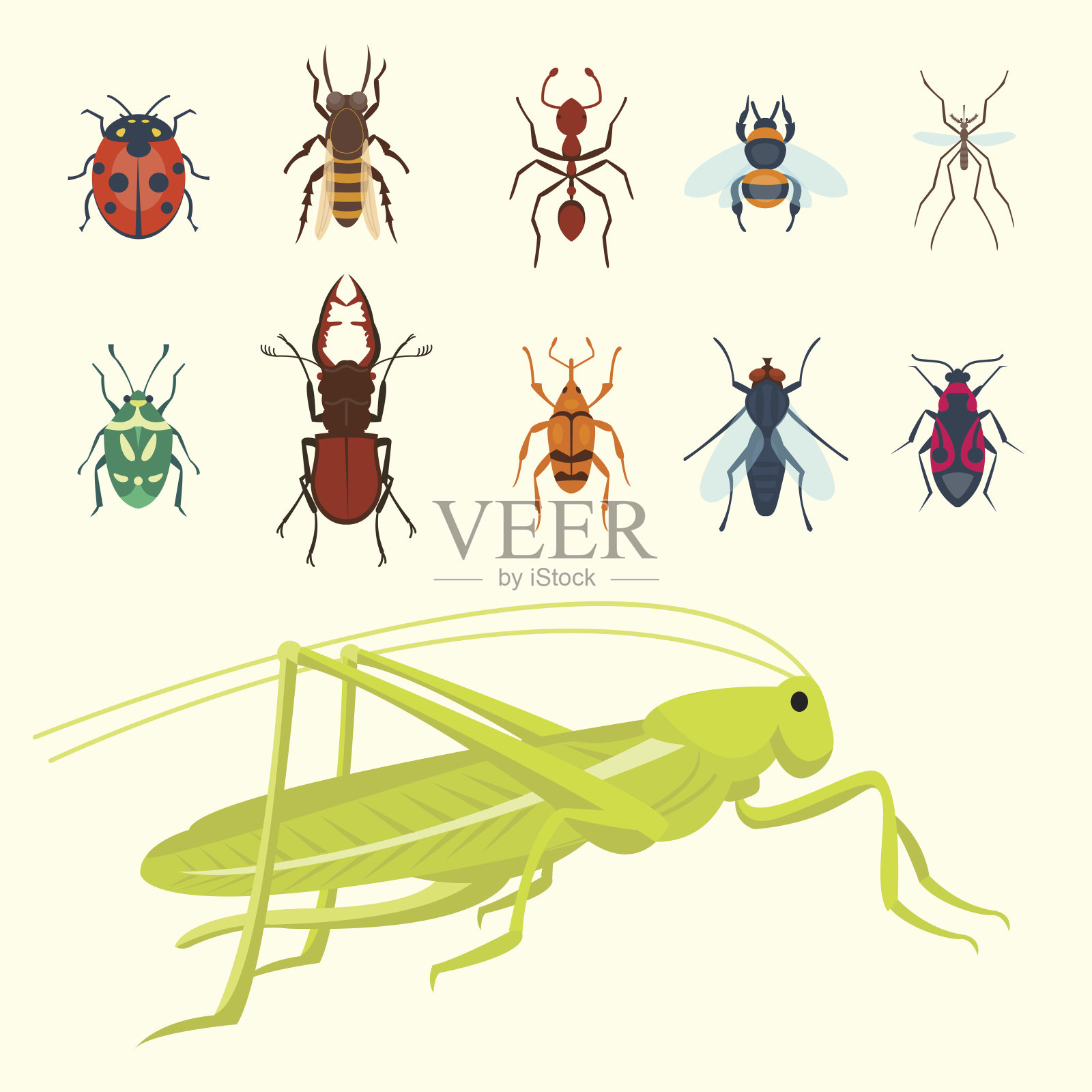 彩色昆虫图标孤立的野生动物翅膀细节夏季昆虫野生矢量插图设计元素图片