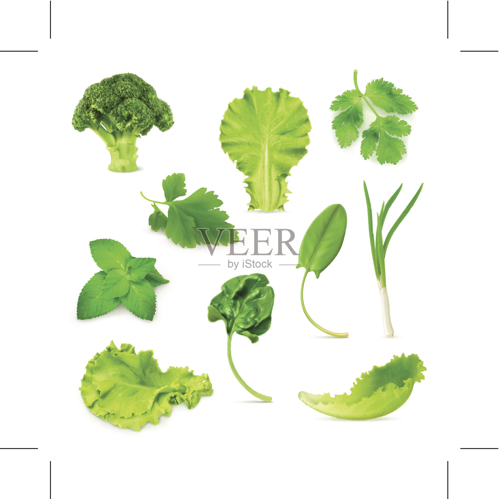 绿色蔬菜和香草设计元素图片