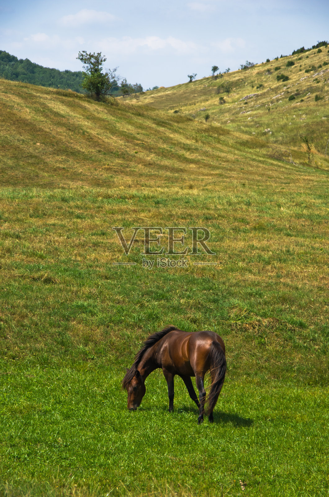 皮斯特阳光明媚的夏日，草地上的马照片摄影图片
