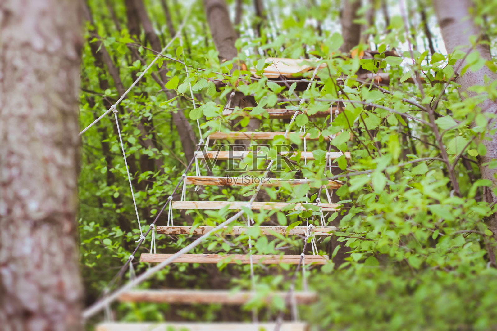 绿色森林公园里的木楼梯照片摄影图片