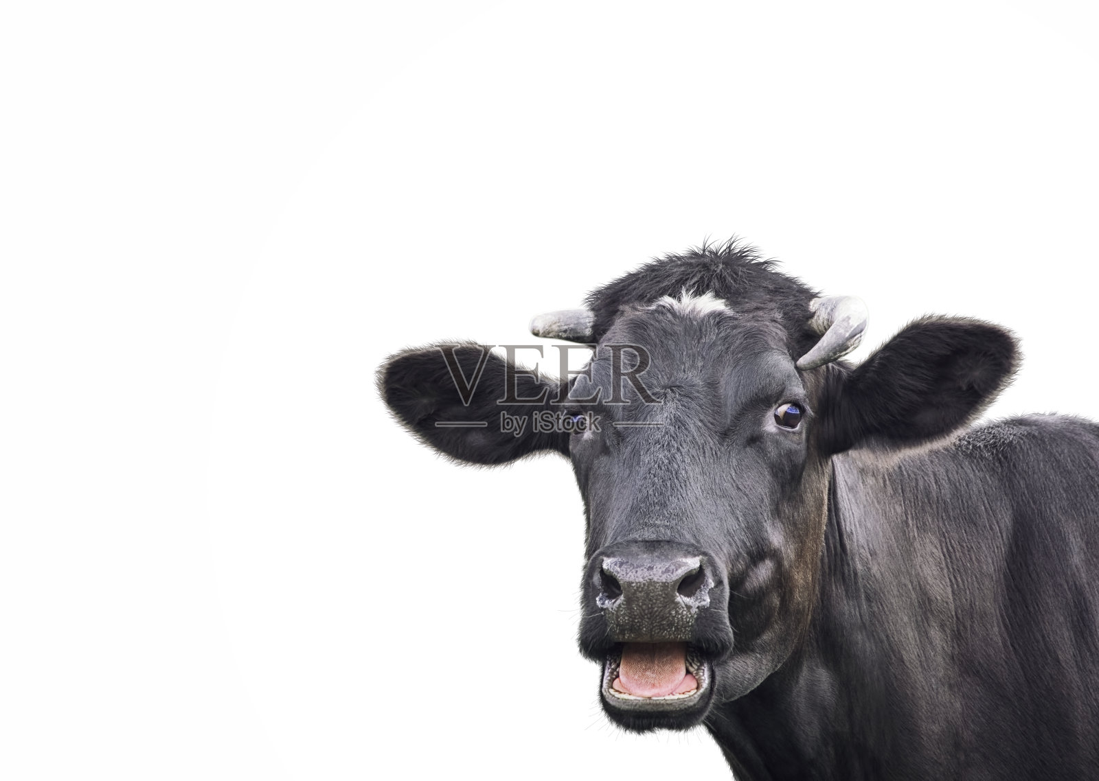 黑色可爱的牛孤立在白色上照片摄影图片