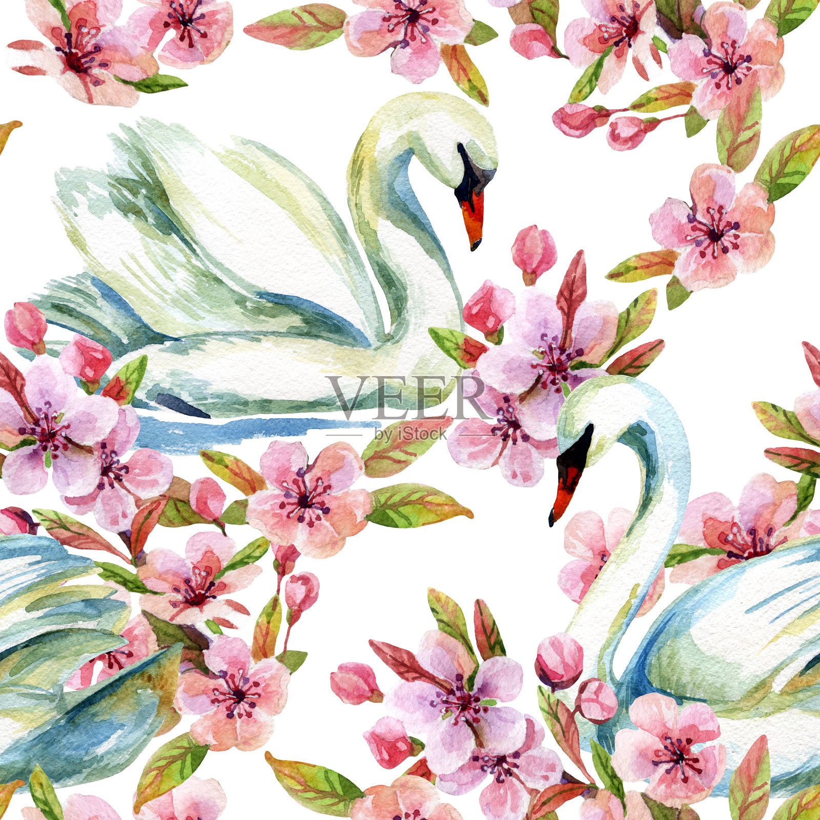 水彩画天鹅和樱花插画图片素材