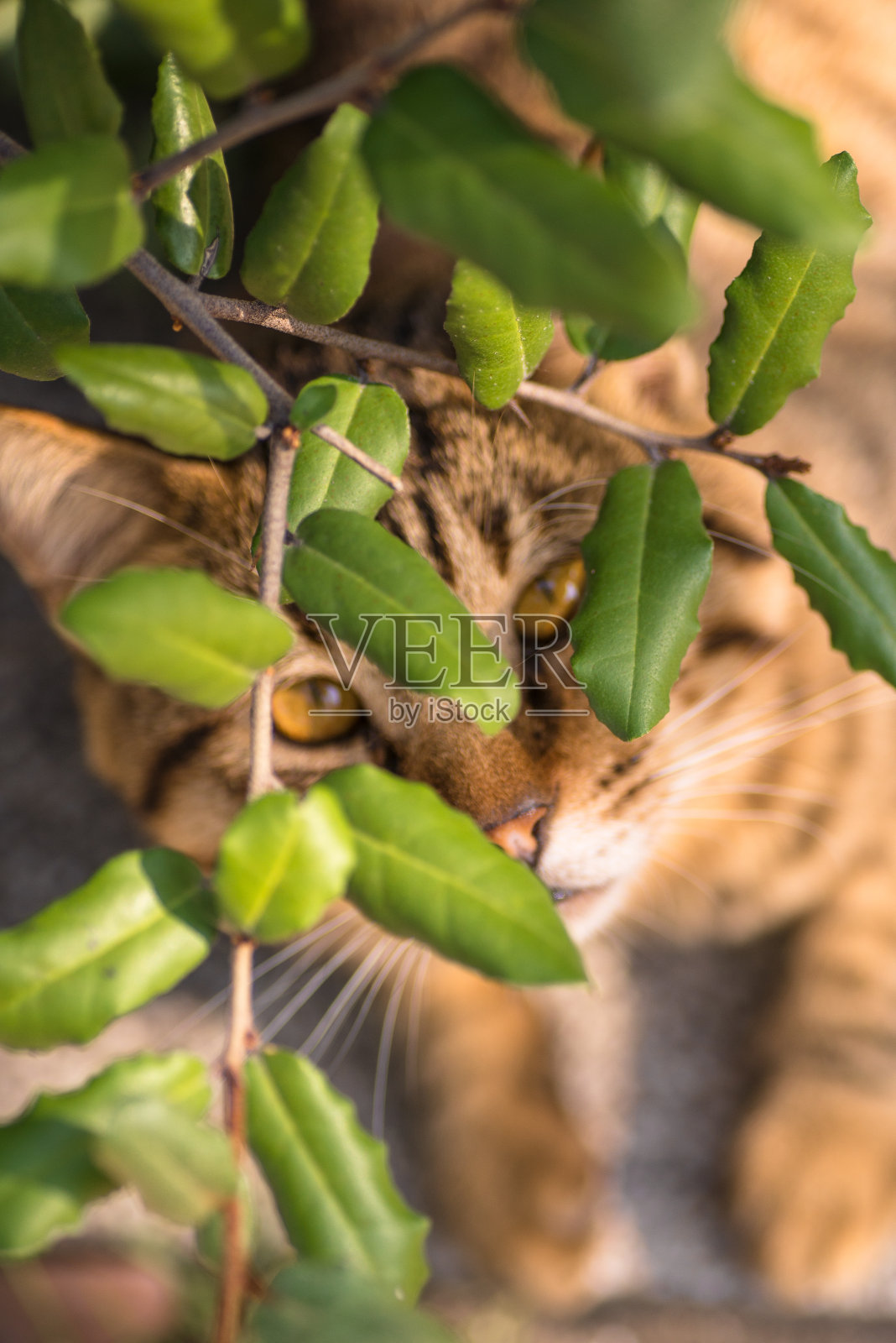 猫躲在树叶下面照片摄影图片