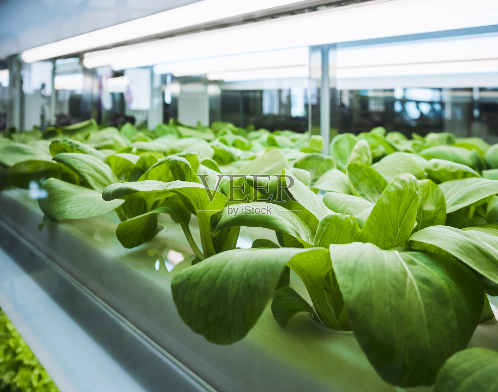 温室蔬菜种植行Led灯室内种植技术照片摄影图片