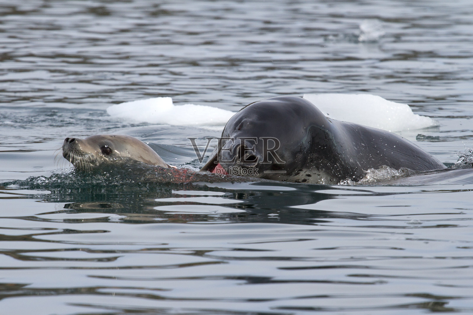海豹攻击一只年轻的食蟹海豹照片摄影图片