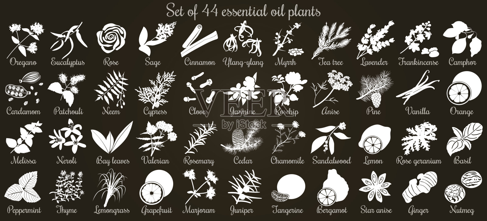 大向量套44平式精油植物。黑色上的白色剪影设计元素图片