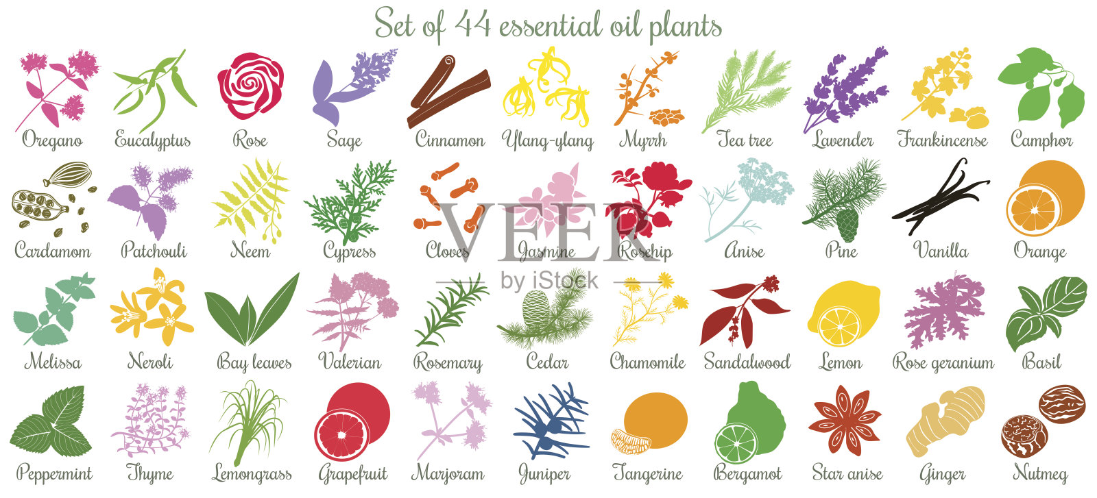 大套44种精油植物。平的风格,颜色设计元素图片
