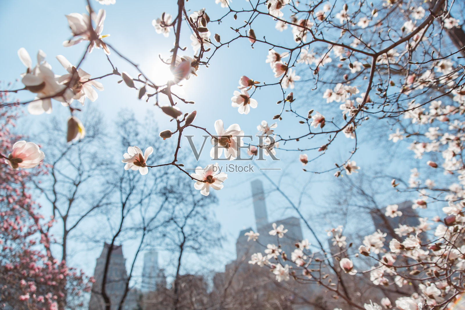 春天樱花盛开的纽约中央公园照片摄影图片