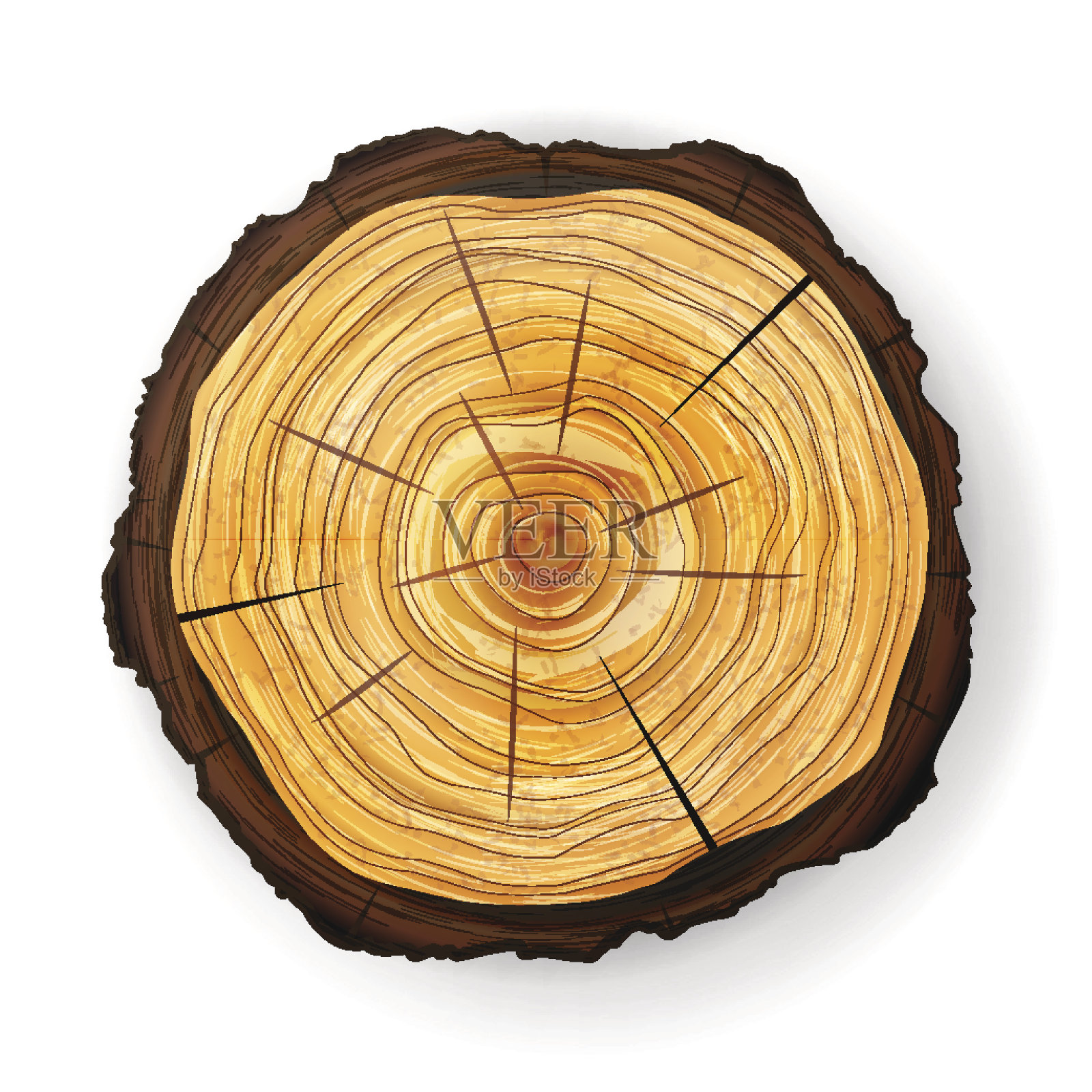 横截面树木桩向量。圆形切割与年轮设计元素图片