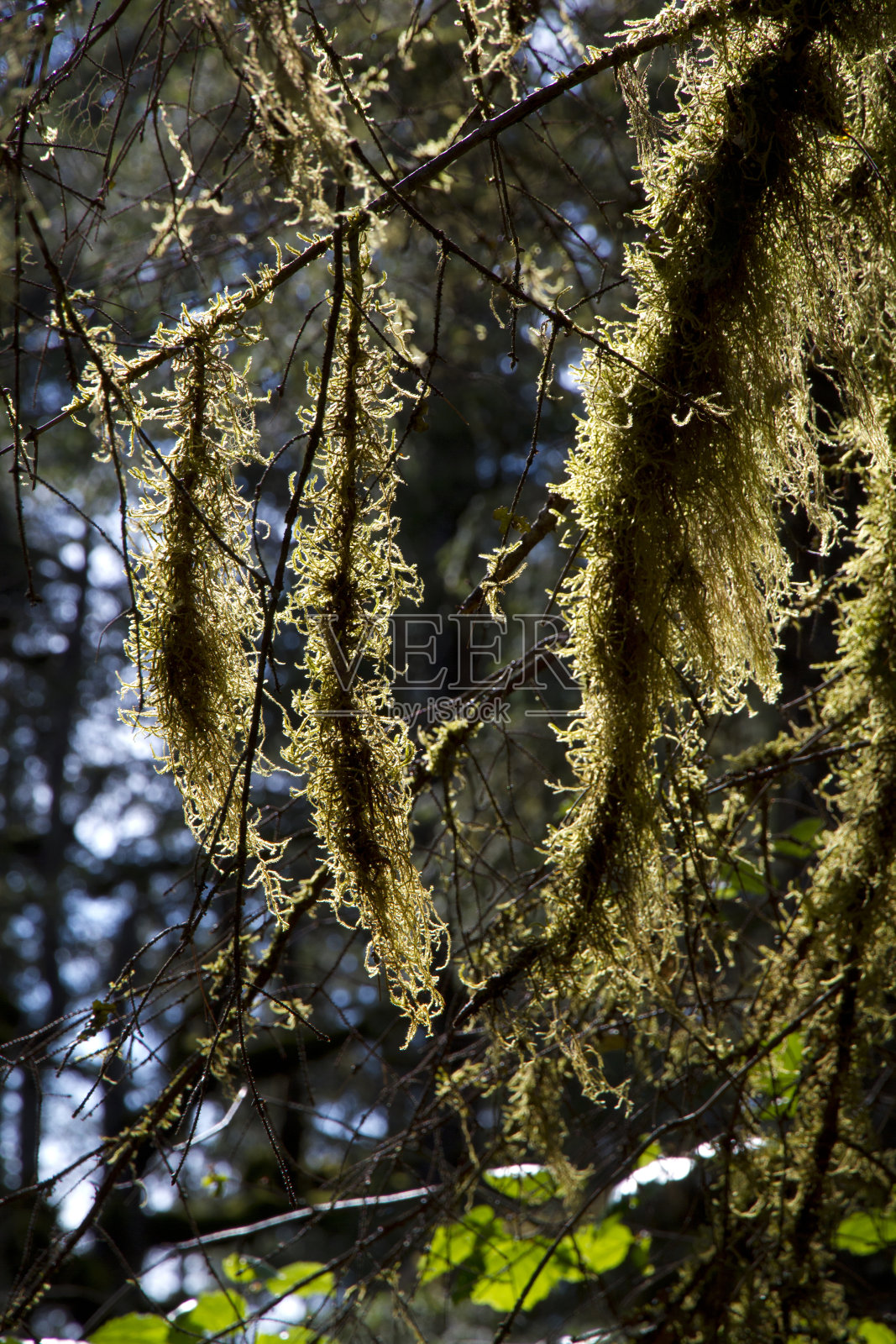 附生植物的苔藓照片摄影图片
