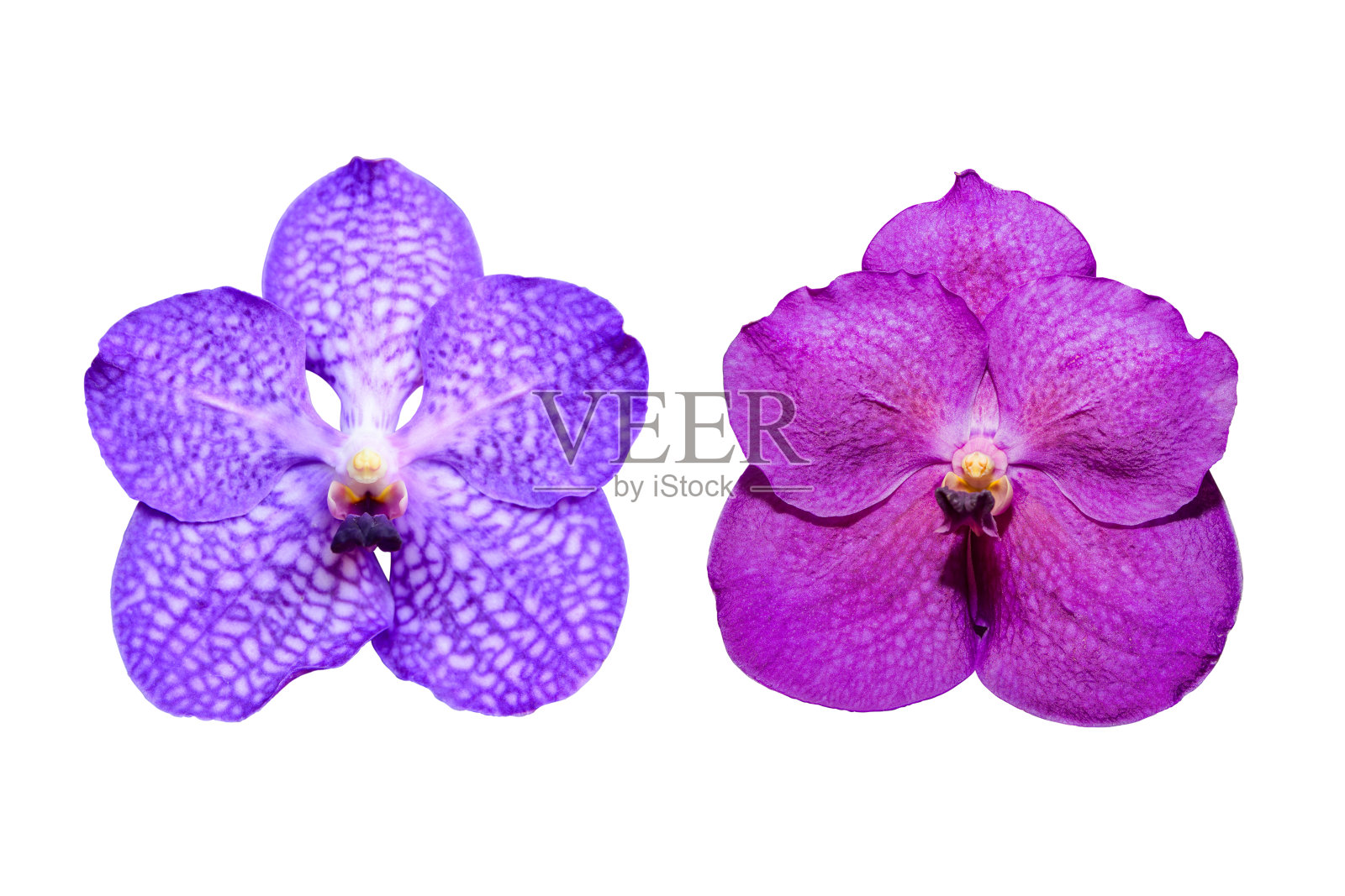 孤立的紫万达兰花。照片摄影图片