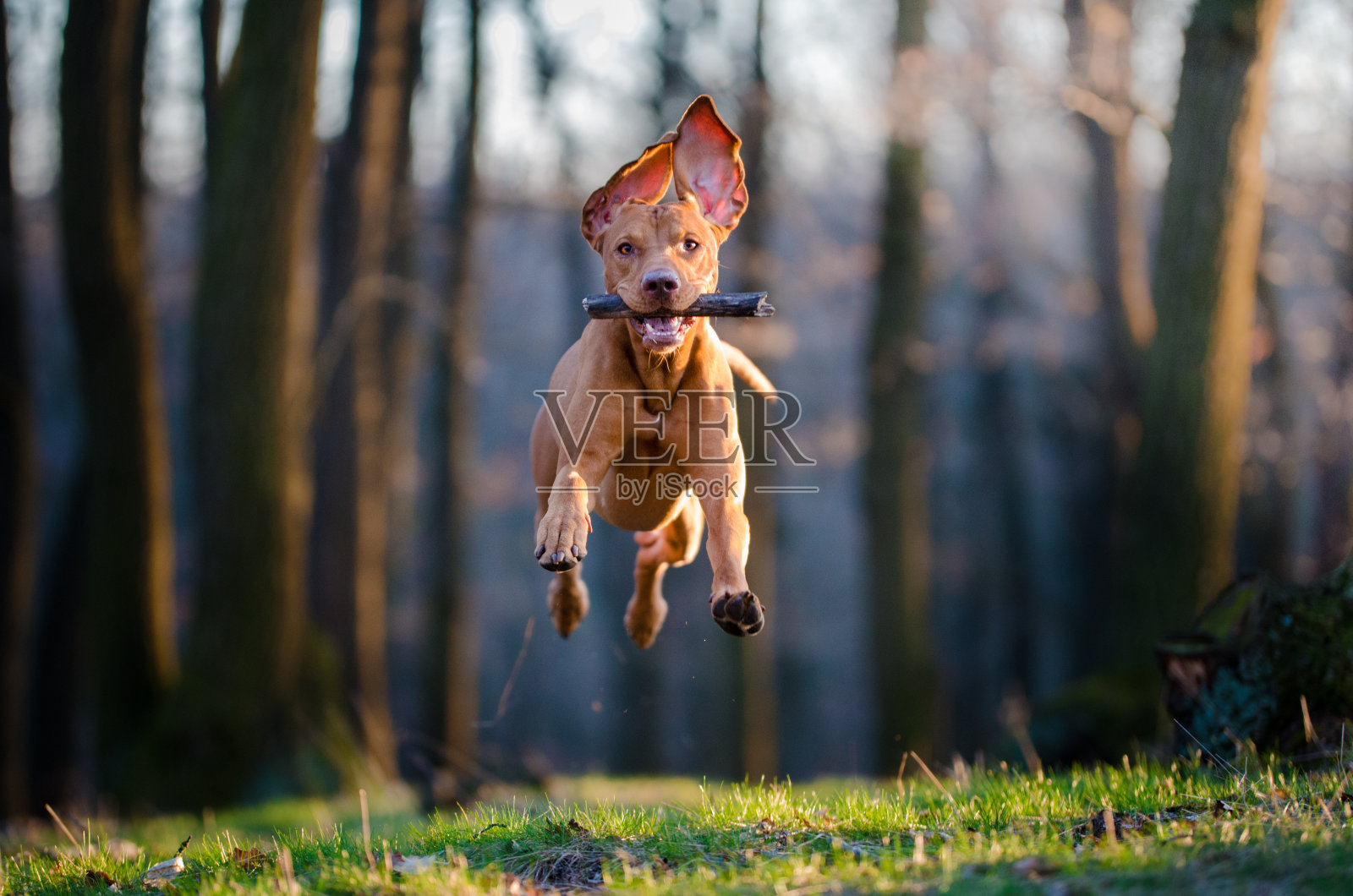 匈牙利猎犬照片摄影图片