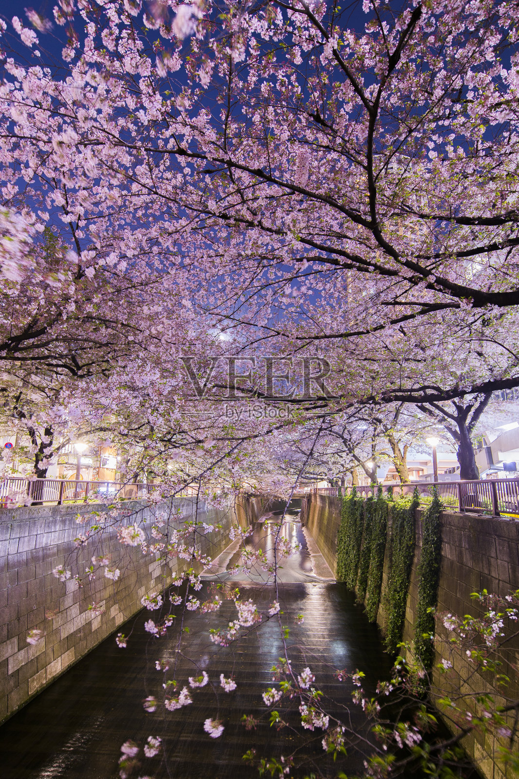 樱花，东京目黑河上的樱花照片摄影图片