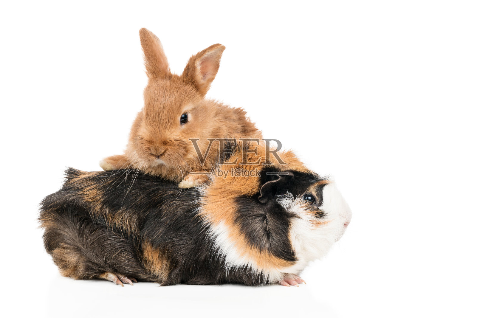 兔子和豚鼠的肖像照片摄影图片