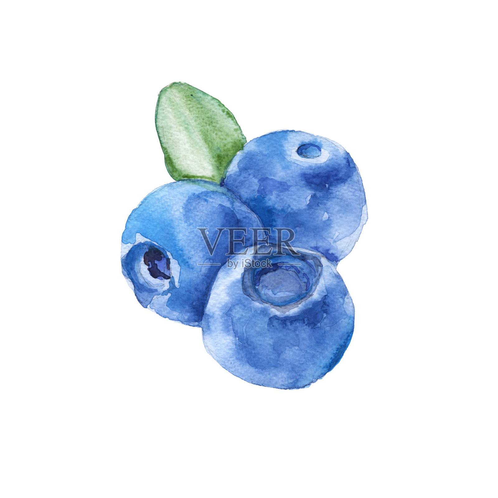三个蓝莓。孤立在白色背景上。水彩插图。插画图片素材