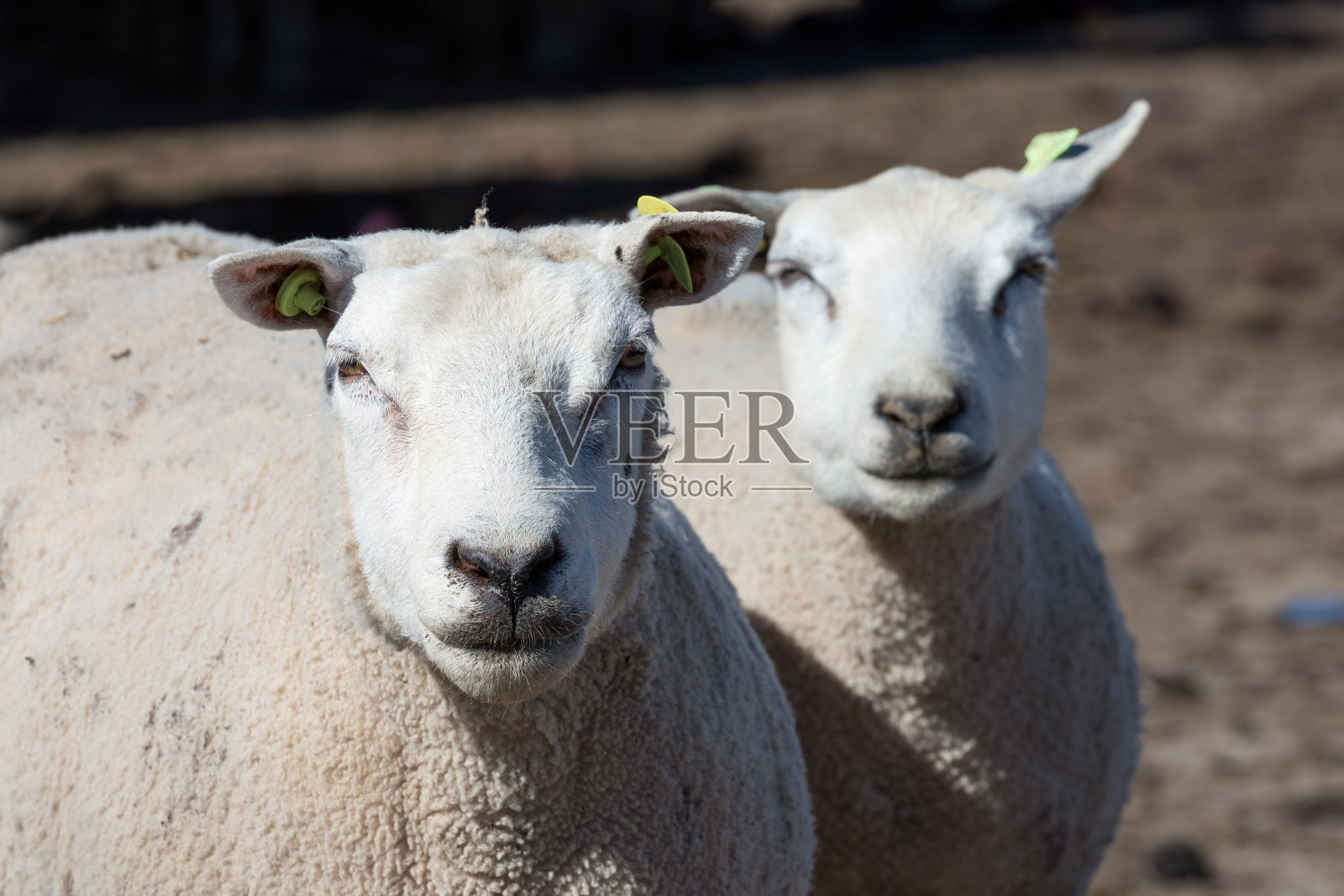 荷兰农场的好奇羊照片摄影图片